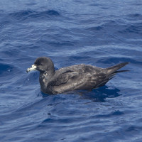 Black Petrel